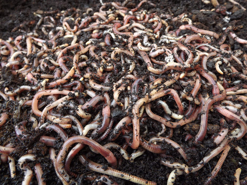 Worms 1kg