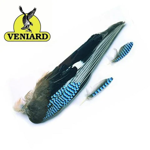 Veniard Whole Blue Jay Wings