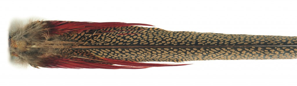 Veniard Golden Pheasant Complete Tail