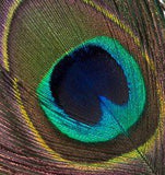 Veniard Peacock Eye Top