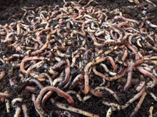 Worms Tub(Collection Only)